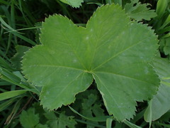 Alchemilla xanthochlora