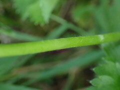 Alchemilla xanthochlora
