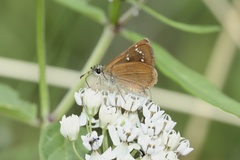 Piruna pirus