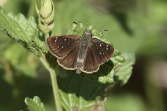 Piruna pirus
