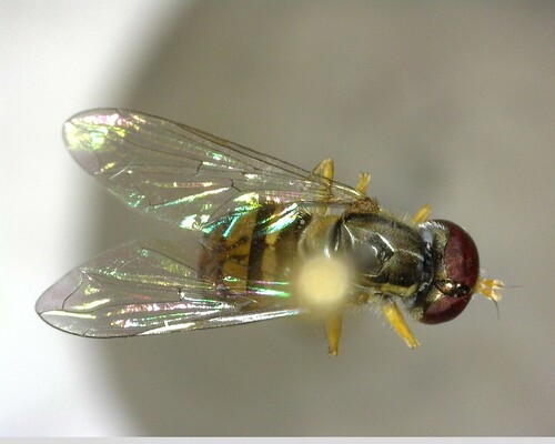iNaturalist observation photo of Margined Calligrapher