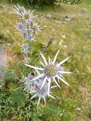 Eryngium bourgatii