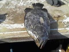 Lobotes pacifica