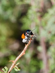 Megalostomis pyropyga