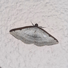 Taeniogramma odrussa