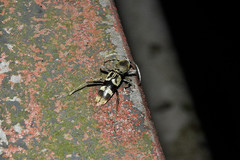 Chlorophorus reductus