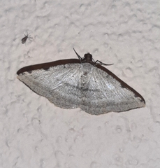 Taeniogramma odrussa