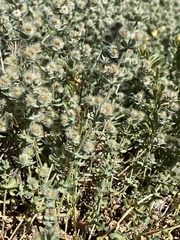 Galium grayanum