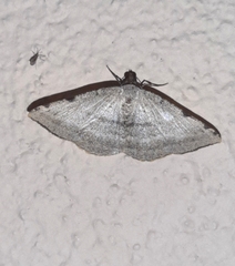 Taeniogramma odrussa