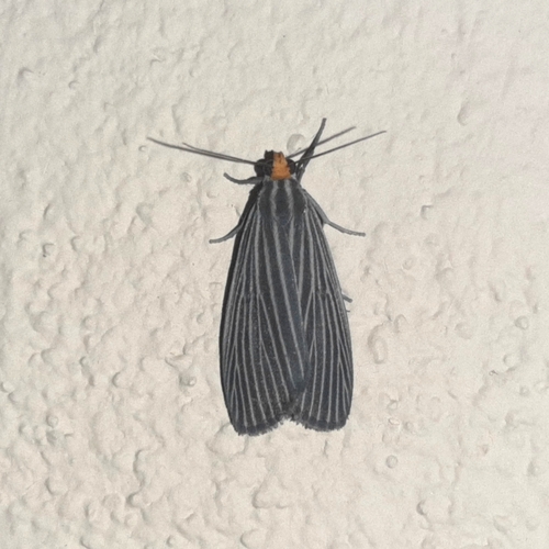 Scotura leucophleps