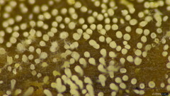 Mucronella calva