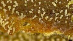 Mucronella calva