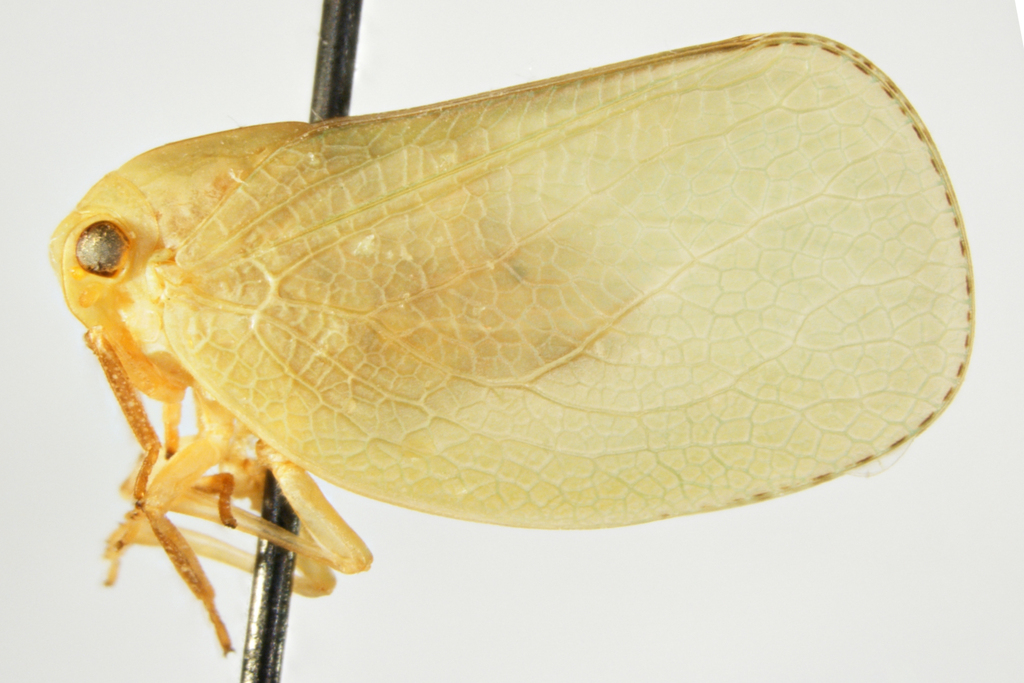 Acanalonia phorcys