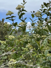 Viburnum tinoides
