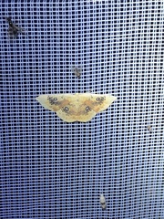 Cyclophora albiocellaria