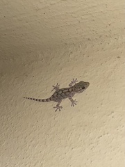 Tarentola mauritanica