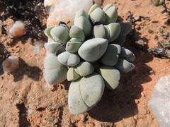 Cheiridopsis glomerata