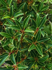 Pieris floribunda
