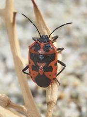 Eurydema spectabilis