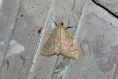 Paracorsia repandalis