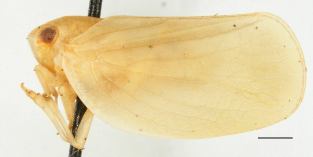Acanalonia puella
