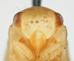 Acanalonia puella