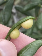 Belonocnema fossoria