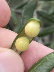 Belonocnema fossoria