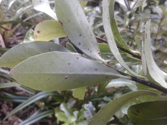 Pittosporum colensoi