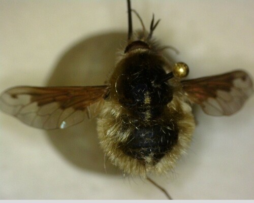 iNaturalist observation photo of Greater Bee Fly