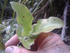 Pittosporum colensoi