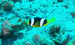 Amphiprion sebae