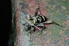 Chlorophorus reductus