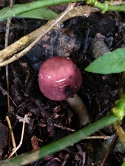 Leucoagaricus lilaceus