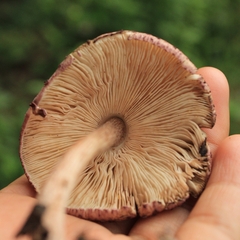 Leucoagaricus lilaceus