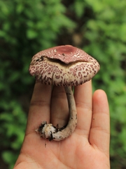 Leucoagaricus lilaceus