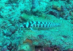 Parapercis tetracantha