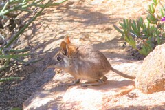 Elephantulus rupestris