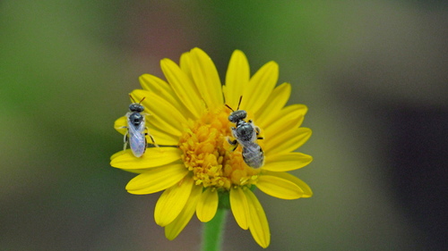 Perdita graenicheri