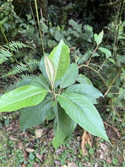 Critoniopsis bogotana