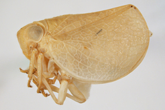 Acanalonia viequensis