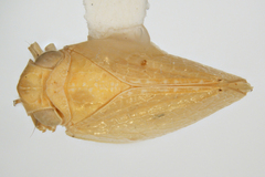 Acanalonia viequensis