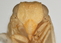 Acanalonia viequensis