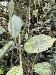 Frangula sphaerosperma