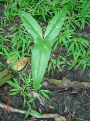 Dracontioides desciscens