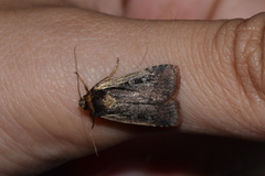 Ochropleura implecta