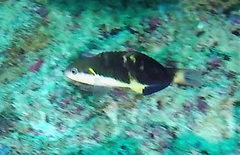 Thalassoma jansenii
