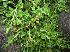 Lepidium flexicaule