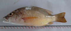 Lutjanus argentiventris