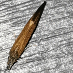 Ceraclea dissimilis